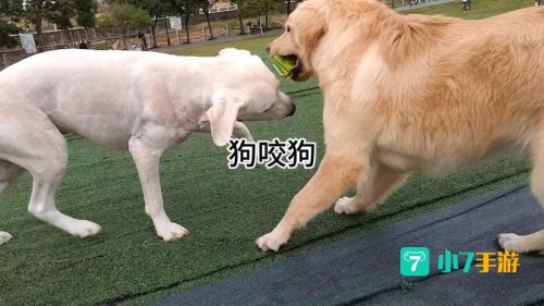 狗咬狗下载