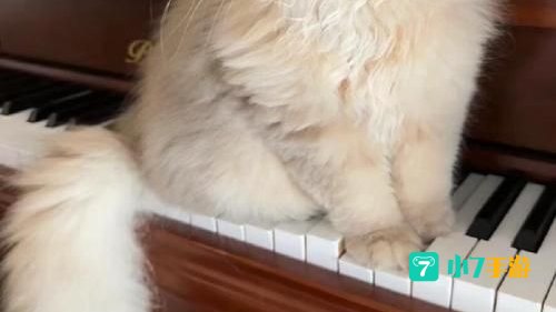 钢琴猫