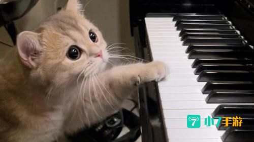 钢琴猫