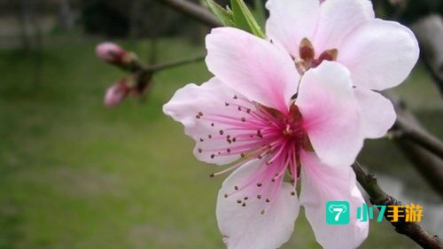 你看那盛放的花是什么歌