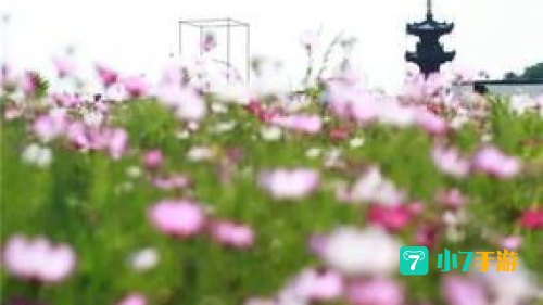 你看那盛放的花是什么歌