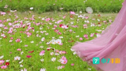 你看那盛放的花是什么歌